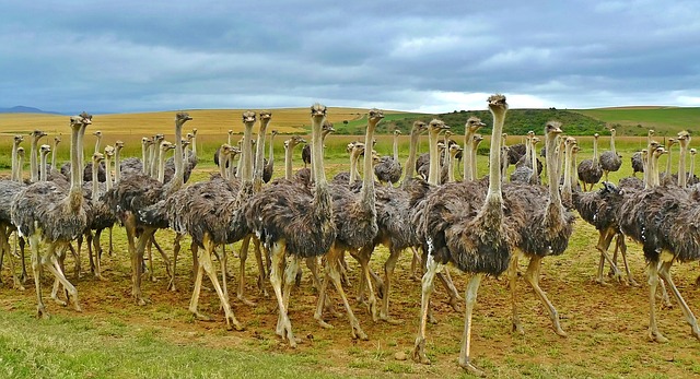 Ostriches